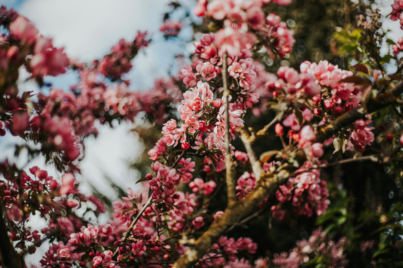 A beautiful close-up of cherry blossoms in full bloom during spring in Riga, Latvia.