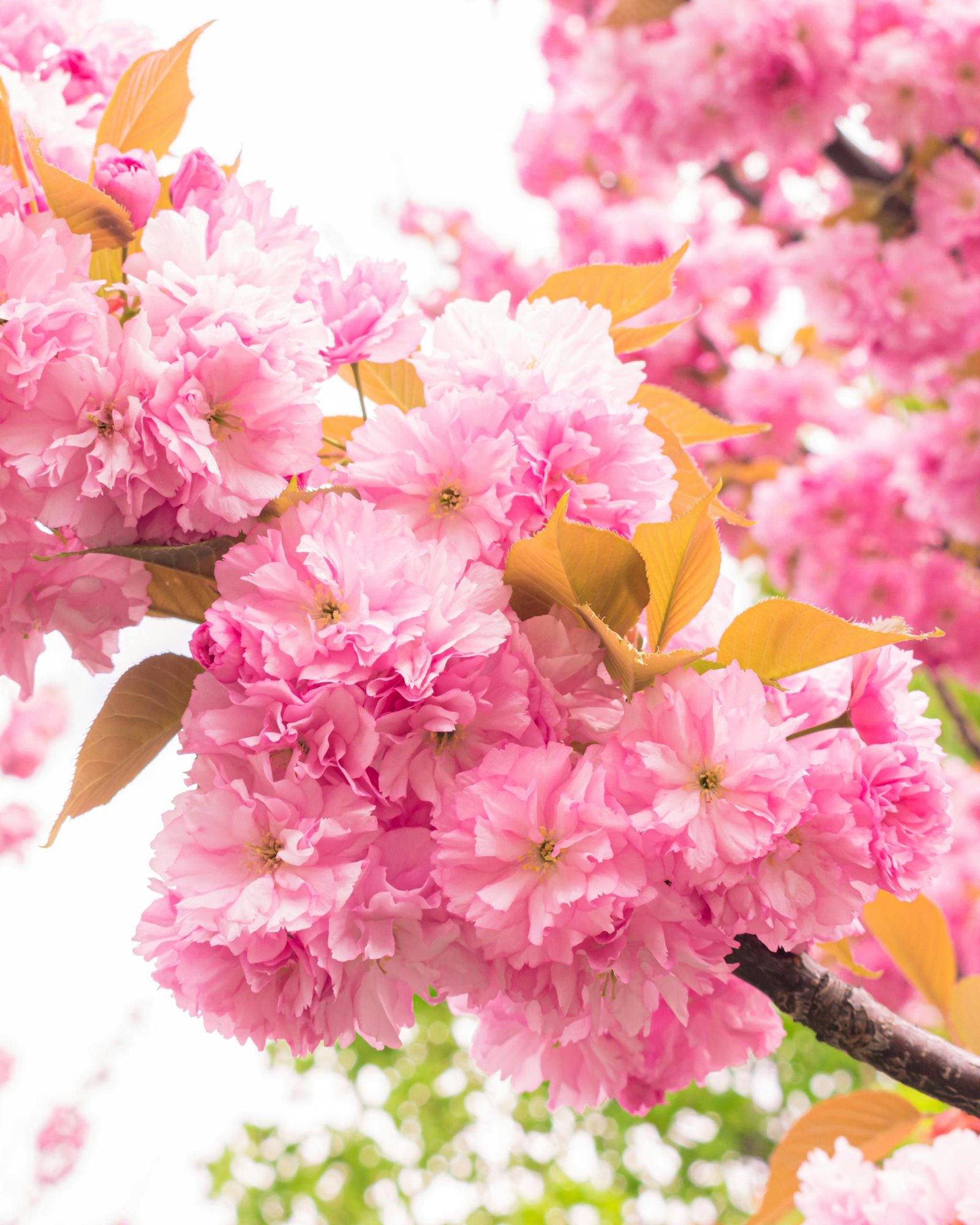 Delicate pink cherry blossoms blooming beautifully in spring, showcasing natural beauty and freshness.