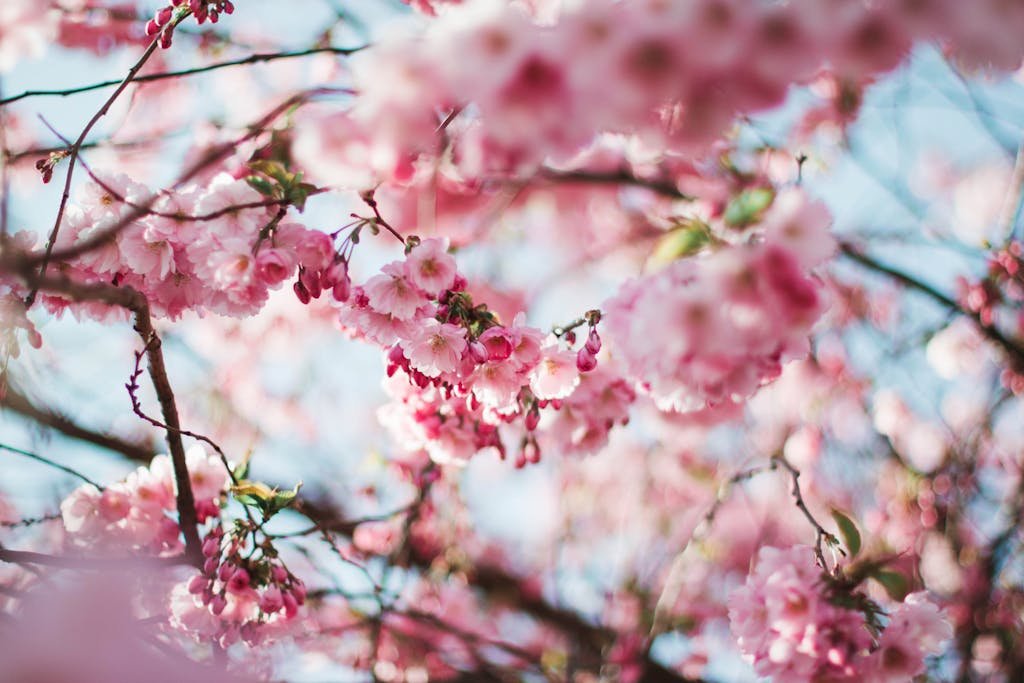 Vibrant pink cherry blossoms blooming in the spring sun, creating a serene and delicate scene.