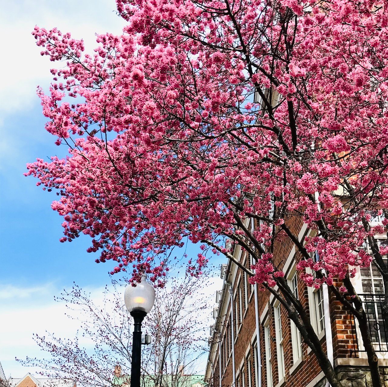 The 10 Best U.S. Cities to See Cherry Blossoms for Free in 2025