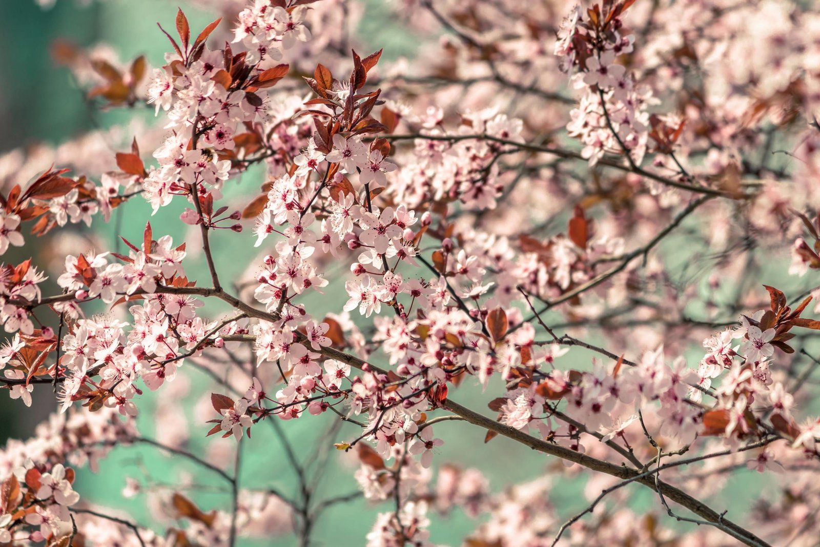 Beautiful cherry blossoms in full bloom during spring, showcasing nature's vibrant colors.