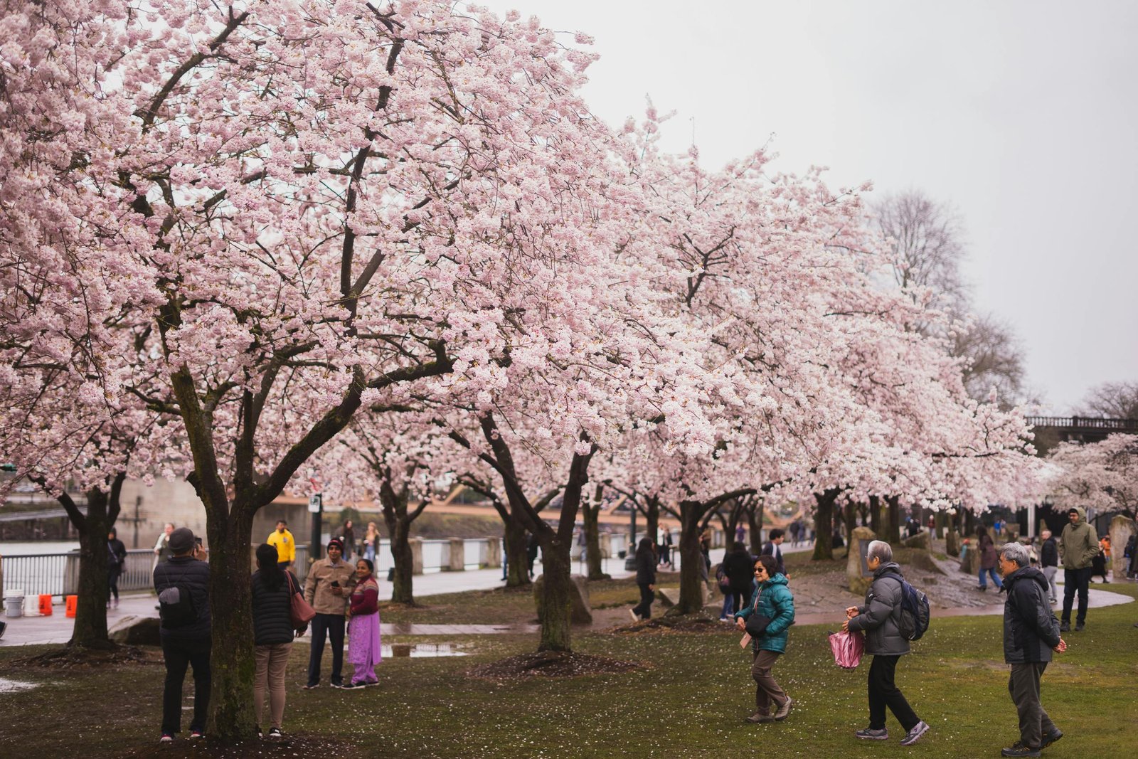 Capture of cherry blossoms in full bloom along Portland's Waterfront Park during spring.