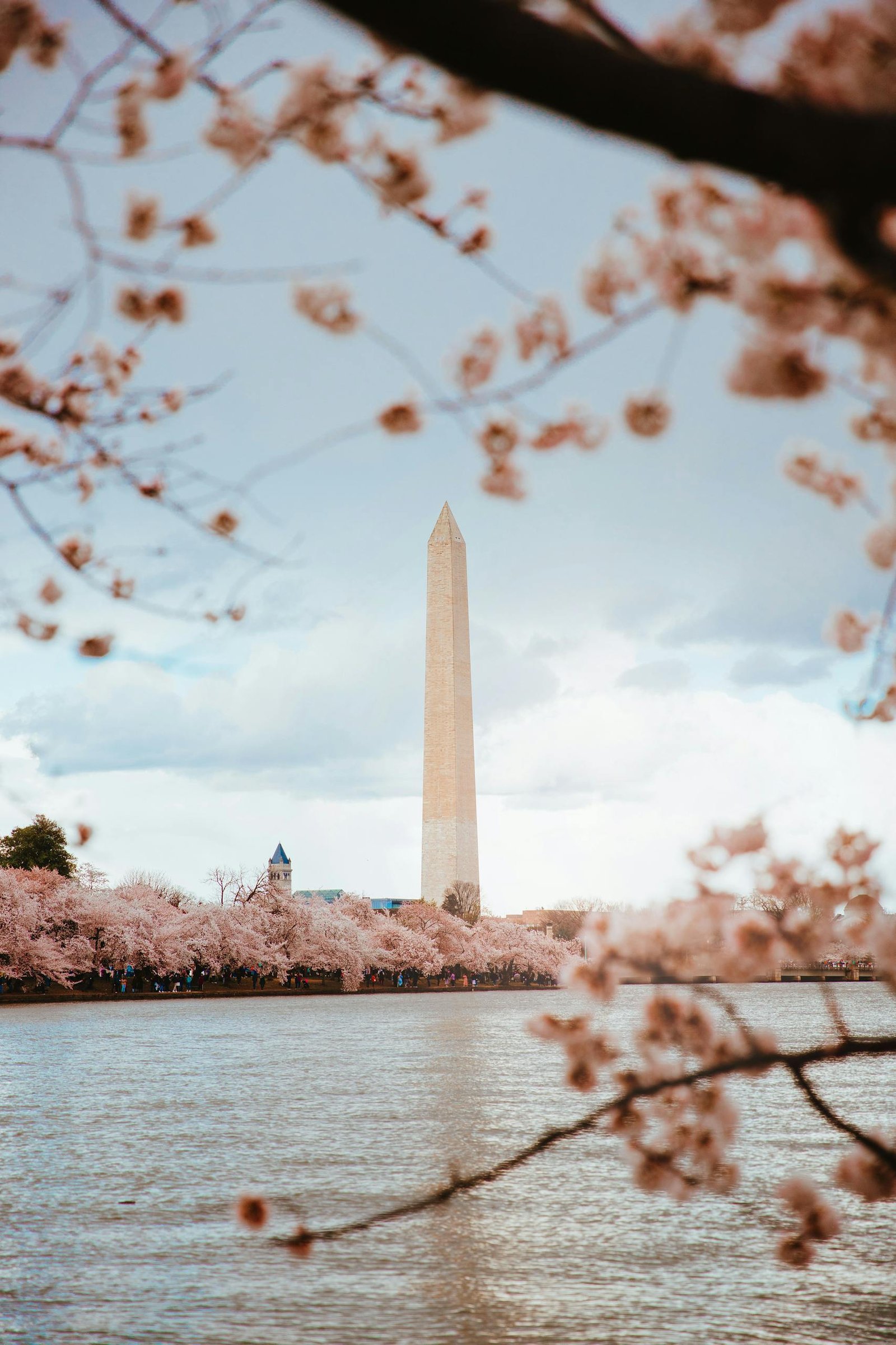 The iconic Washington Monument framed by vibrant cherry blossoms in full bloom on a spring day.