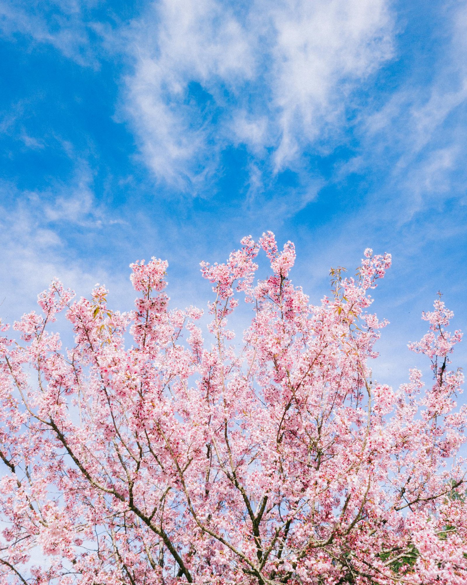 Vibrant cherry blossoms in full bloom set against a vivid blue sky, capturing the essence of spring.