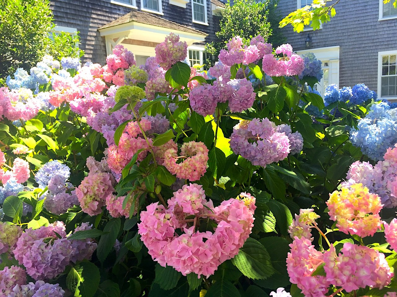 Gorgeous, colorful, lush hydrangeas in Martha's Vineyard